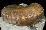 Fossil (Hoploscaphites) Ammonite - South Dakota #129525-2